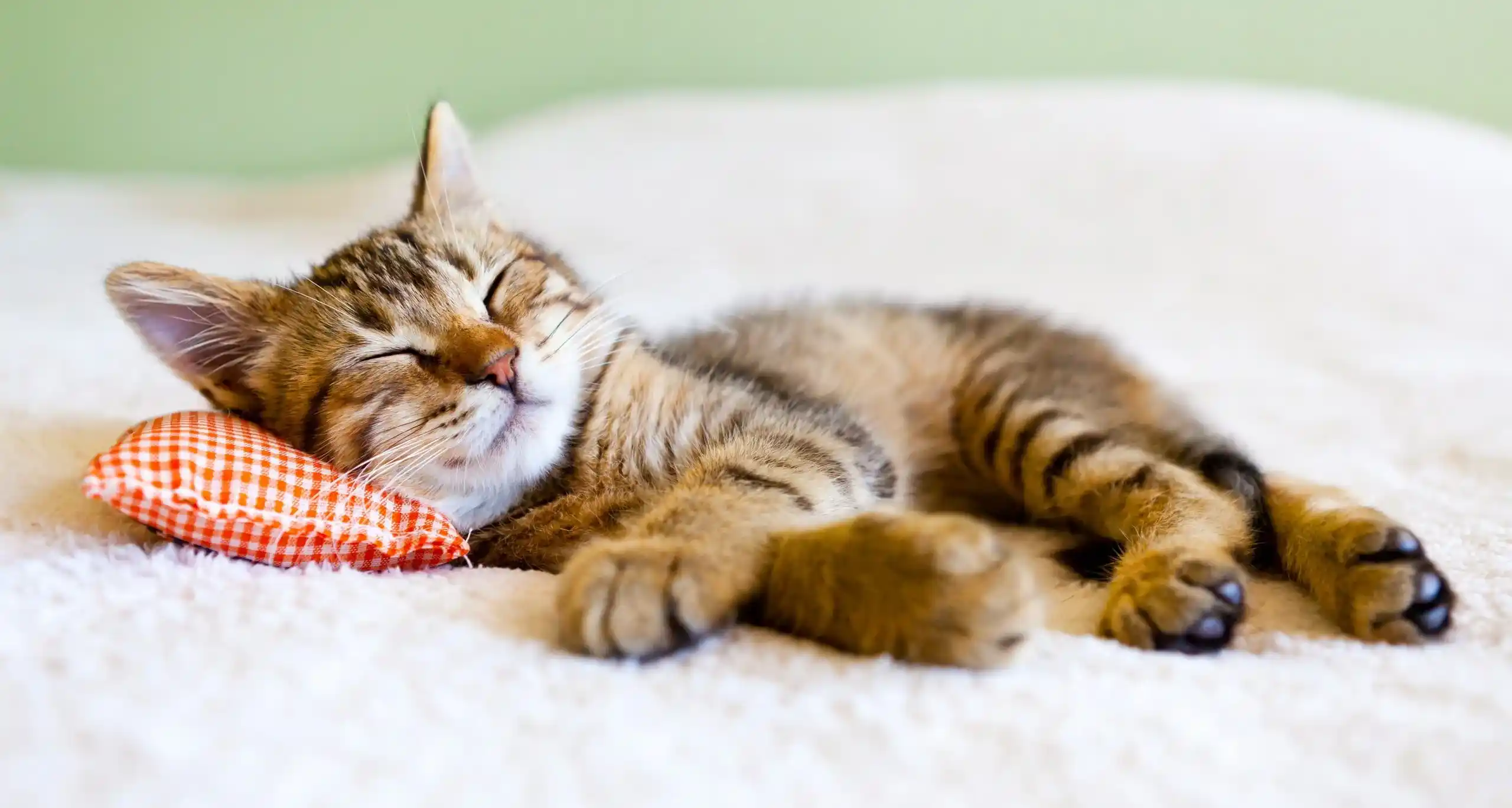 تصویر شماره 3