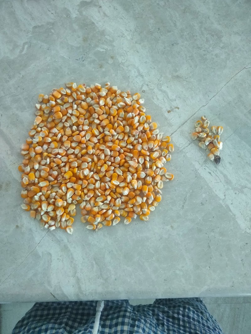 تصویر شماره 7