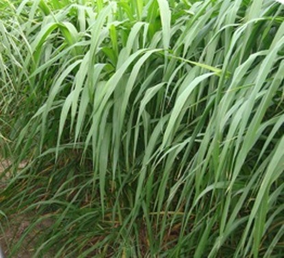 تصویر شماره 3