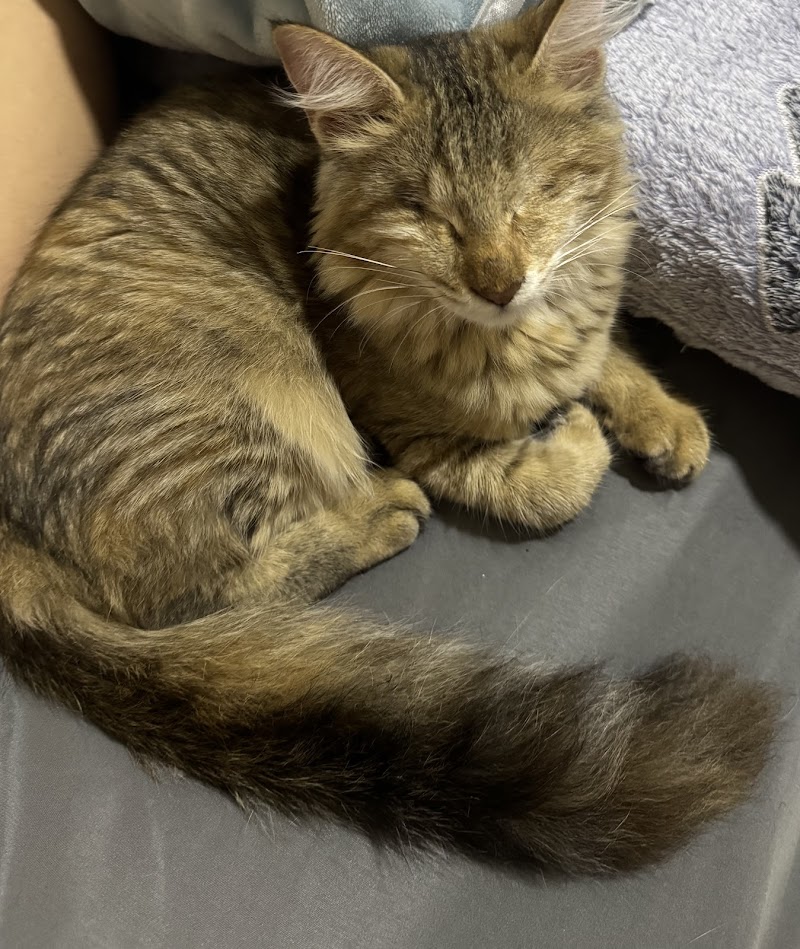 تصویر شماره 7