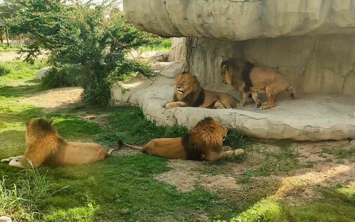 حیات‌وحش و گونه‌های جانوری