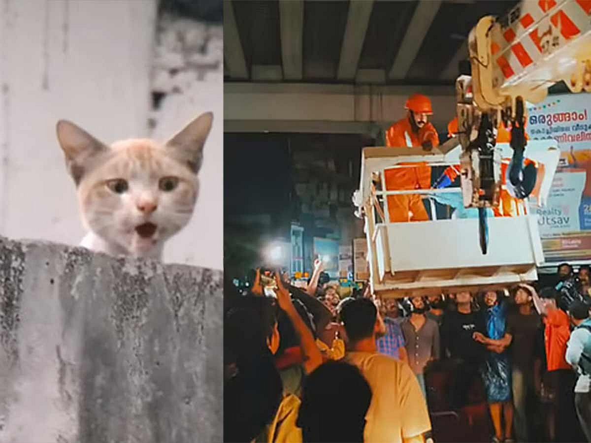 نجات دلگرم‌کننده گربه‌ای در کوچی: اتحاد جامعه برای یک هدف انسانی