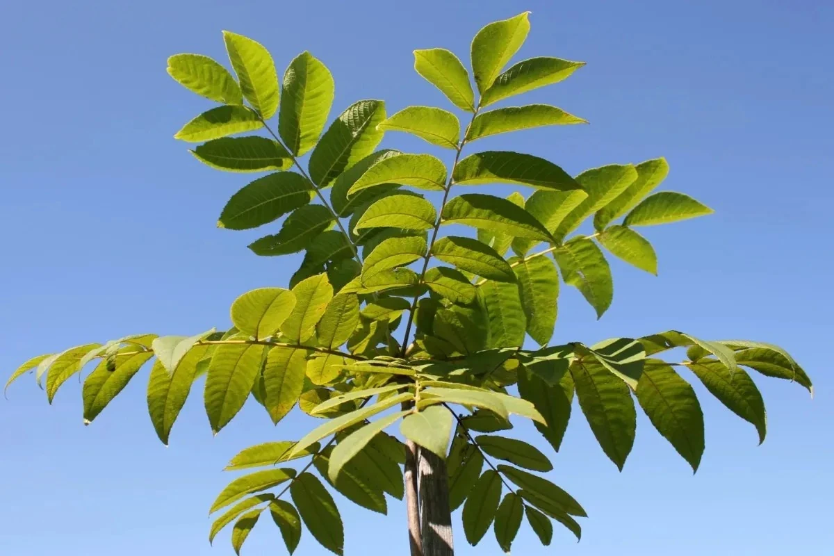 کشف دانشمندان ژاپنی: برگ درختان گردو حاوی علف‌کش طبیعی است