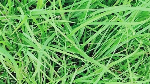 রুডস এন টি এম সরবরাহকারী | দুবাই - animalfeed